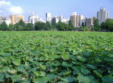 Shinobazunoike